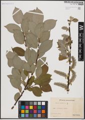 Foto von Salix caprea L.